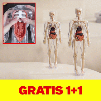 Ludzkie ciało - ciało do nauki anatomii 1+1 GRATIS